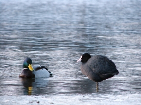 Krzyżówka (na zdjęciu samiec) to najliczniejszy ptak podczas liczeń zimowych, łyska (po prawej) ostatnio mocno zmniejszyła swoją liczebność