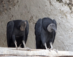 Wszędobylskie sępniki czarne są bliskimi krewnymi kondorów