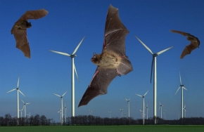 Elektrownie wiatrowe mogą stanowić poważne zagrożenie dla nietoperzy – np. podczas sezonowych wędrówek