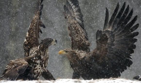 Zimą, gdy przy padlinie gromadzi się więcej ptaków, często dochodzi między nimi do starć