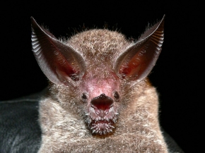 Portret nietoperza Trachops cirrhosus, który specjalizuje się w polowaniu na płazy