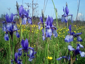 Kwiaty pełnika europejskiego stanowią ładne tło dla niebieskich kiwatów kosaćca