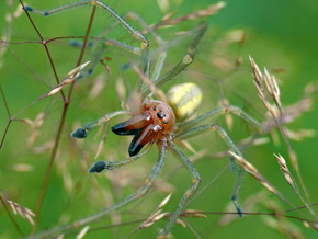 Kolczak zbrojny jest jednym z niewielu pająków Polski, których ukąszenie jest bolesne i może wywołać nieprzyjemne skutki. Zdjęcie przedstawia samca odpoczywającego na kostrzewie.