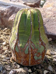 To nie kaktus, ale pochodzący z Afryki wilczomlecz opasły (Euphorbia obesa). Wszystkie gromadzące wodę wilczomlecze, podobnie jak wszystkie kaktusy, podlegają ochronie CITES.