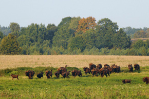 Żubr jest symbolem ochrony przyrody w Polsce. Widok biegnącego stada, w którym znadują się młode osobniki, napawa ogromną radością.