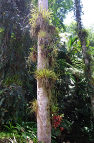 Epifity z rodziny Bromeliaceae - niezwykle dekoracyjny element portorykańskiej przyrody