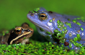 Samce żab moczarowych (Rana arvalis) tylko przez jeden tydzień w roku przybierają tą niezwykłą, niebieską barwę