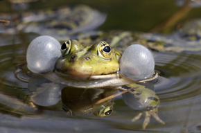 Samce żab wodnych (Pelophylax kl. esculentus) oznajmiają swoją przynależność gatunkową oraz gotowość do godów, głośno rechocząc. Wzmocnieniu dźwięku pomagają rezonatory zewnętrzne.