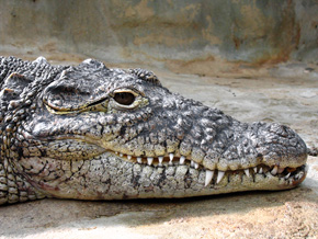 Krokodyle mają na podgardlu ujścia gruczołów wonnych, dzięki którym mogą zaznaczać swoje terytorium oraz zachęcać samicę do kopulacji
