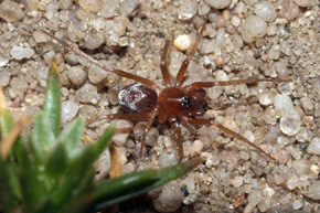 Zodarion rubidum – smakosz mrówek