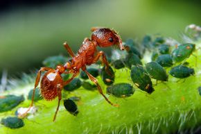 Mrówka rudnica – ulubiony przysmak Zodariona