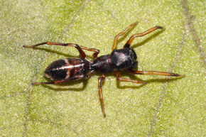 Mrówczynka (Myrmarachne formicaria), samiec. Jeden z najdoskonalszych przykładów upodobnienia się pająka do mrówek.