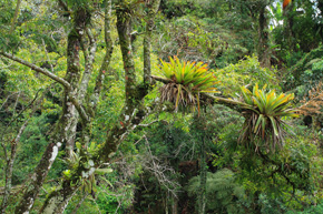 Las deszczowy, dżungla – to splątane królestwo lian i epifitów, głównie storczyków i bromelii