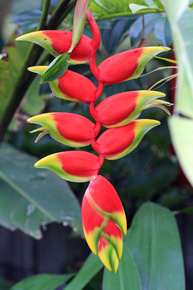Helikonia dziobata, to niezwykle atrakcyjna roślina Ameryki Południowej. Zarówno wielkość, kształt kwiatostanu, jak i jego ubarwienie, nie pozwalają oderwać od niego wzroku.