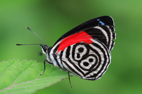 Motyl, który wprawił mnie w osłupienie – Diaethria clymena, czyli motyl 88