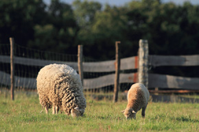 Wypas owiec wpływa na ruń inaczej niż wypas bydła