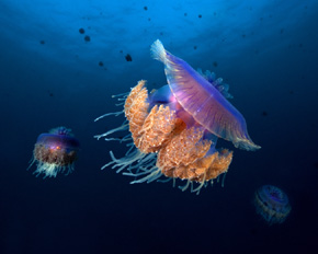 Meduzy dryfujące w otchłani morza – powolne, majestatyczne i przepięknie ubarwione