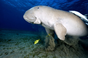 Dugong (Dugong dugon) – przedstawiciel ssaków morskich zaliczany do rzędu syren. Potężne zwierzę osiągające długość 3,3 metra i wagę około 400 kilogramów. Jest bardzo przyjazny człowiekowi, żywi się trawą, pasąc się na podwodnych łąkach. Intensywność turystyki podwodnej sprawia, że ssaki te zmieniają miejsca, w których żyją i niestety coraz trudniej spotkać je pod wodą.