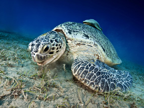 Żółw zielony (Chelonia mydas) spożywający trawę na jednej z morskich łąk podwodnych
