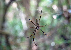 Samica pająka z rodzaju Nephila