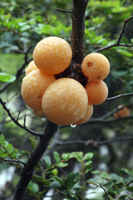 „Chleb” Indian Yamana – charakterystyczny grzyb dla drzew z rodzaju Nothofagus