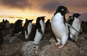 Zachód Słońca nad kolonią pingwinów białookich na Wyspie Króla Jerzego, tuż przy grobie Włodzimierza Puchalskiego