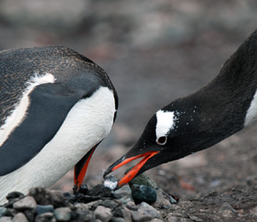 Pingwiny białobrewe zbierają kamienie na gniazdo, by odizolować cenne jaja od zamarzającej wody