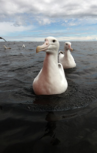 Albatros wędrowny należący do grupy albatrosów królewskich, gdzieś na środku Cieśniny Drake’a