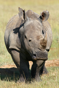 Import do Polski trofeów myśliwskich z nosorożca białego nie wymaga zezwolenia importowego CITES, co utrudnia kontrolę skali handlu.