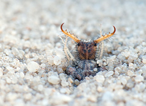 Tym, co szczególnie zwraca uwagę w wyglądzie larwy mrówkolwa, są solidne żuwaczki przywodzące na myśl obcęgi