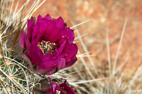 „Truskawkowe jeże” - kolce tych imponujących kaktusów trzeba wyjmować z nóg kombinerkami...