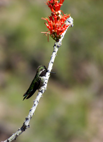 Koliberek czarnobrody odpoczywający przed kolejnym lotem po nektar