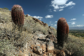 Ferocactus acanthodes w pustynnym krajobrazie Sonory