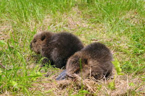 Młode bobry pokryte są gęstym i miękkim futerkiem. W pierwszym miesiącu życia śpią w nocy, a w dzień baraszkują