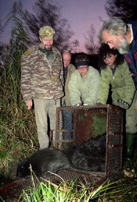 Akcję wsiedlania bobrów w Polsce Zachodniej prowadzono od 1975 roku