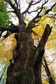 Rosnący koło Smolarni (gm. Trzcianka) dąb szypułkowy „Wojtek” to najgrubsze drzewo tego gatunku w powiecie czarnkowsko-trzcianeckim. Obwód pnia tego pomnika przyrody sięga 7,5 m