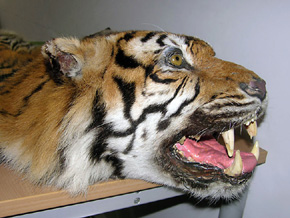 Przemyt nawet jednego okazu skłusowanego tygrysa powinien być uznany za przestępstwo