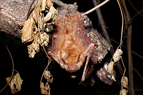Umaszczenie nocka rodezyjskiego (Myotis welwitschii) sprawia, że trudno go wypatrzeć na gałęzi wśród suchych liści, gdzie często spędza dzień