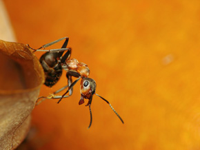 Mrówki rudnice zaciekle bronią swojego gniazda. Nie posiadają one żądeł, jak wiele innych mrówek, bronią się więc kwasem mrówkowym, który rozpylają przy pomocy podgiętego pod resztę ciała odwłoka