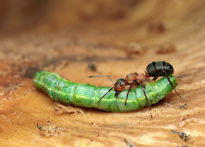 Dorosłe mrówki żywią się głównie pokarmem bogatym w węglowodany, larwy zaś potrzebują sporo białka, którego źródłem może być upolowana gąsienica