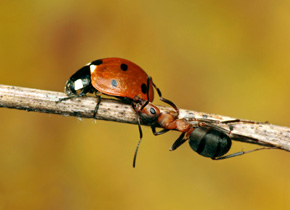 Tak jak człowiek chroni stada swoich zwierząt przed drapieżnikami, tak mrówki chronią mszyce przed ich wrogami. Na zdjęciu Formica sp. próbująca uporać się z biedronką siedmiokropką (Coccinella septempunctata)
