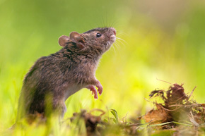 Mysz polną można spotkać na łąkach, polach i w parkach całej Polski