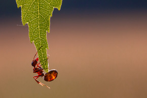W ostrym słońcu małe ciała mrówek stają się przezroczyste. Wtedy możemy zauważyć, że większość ich narządów wewnętrznych znajduje się w… odwłoku. Serce również
