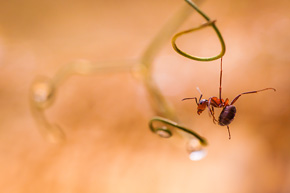 Zwykła łodyga dzikiego groszku wydała się atrakcyjna kilku mieszkańcom mrowiska. Zrobiłem wiele setek zdjęć, widząc, jak owady na niej pląsają. Dopiero w domu zwróciłem uwagę na to ujęcie