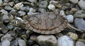 W przypadku znalezienia żółwia ostrogrzbietego (Graptemys pseudogeographica) należy powiadomić policję, gdyż posiadanie żywego osobnika z tego inwazyjnego gatunku obcego wymaga w Polsce zezwolenia