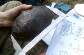 Wszystkie złapane żółwie przed założeniem nadajnika telemetrycznego są dokładnie mierzone i ważone