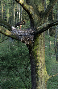 Wzorcowe gniazdo bociana: na dębie, przy pniu i na pierwszych gałęziach od dołu