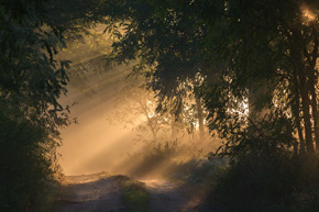 Droga w gęstej mgle, tuż po wschodzie słońca. Wielkopolski Park Narodowy