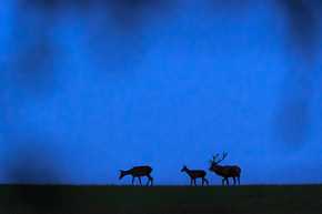 Rykowisko jeleni na skraju dnia i nocy. Magurski Park Narodowy