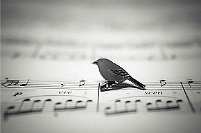 Wielu kompozytorów podejmowało wyzwanie przeniesienia śpiewu ptaków na partyturę